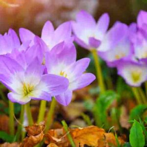 Nice dewy flowers in the autumn (Colchicum autumnale)