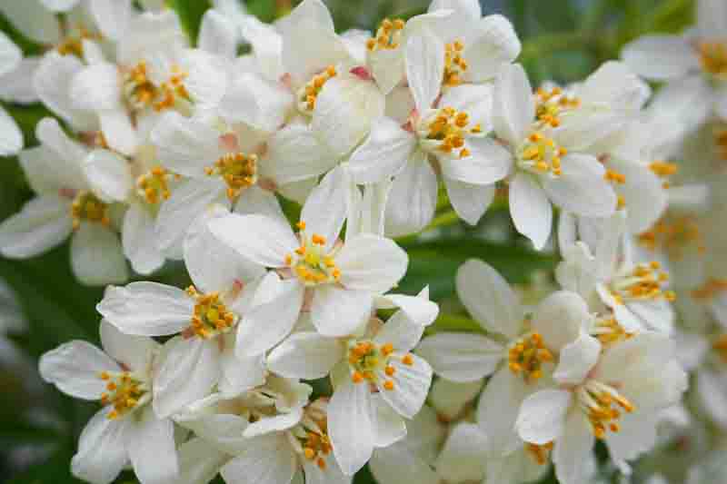 Choisya ternata, Mexican Orange Blossom with clusters of white fragrant flowers