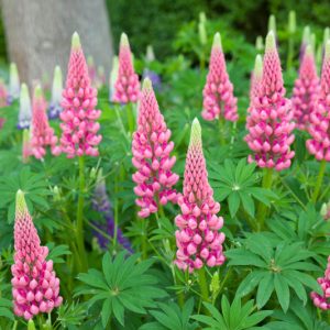 lupine, Lupin, Lupinus