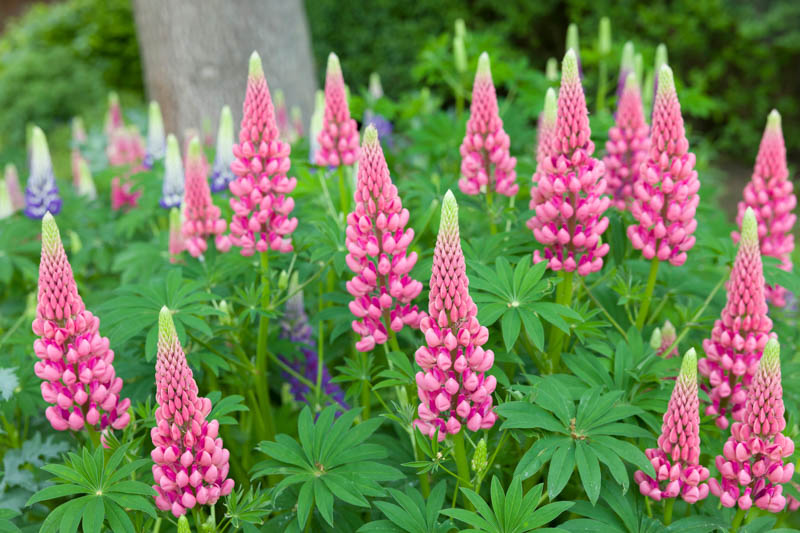 lupine, Lupin, Lupinus