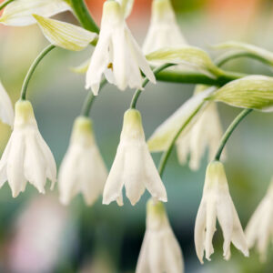 Galtonia Candicans, Summer Hyacinth,Spire Lily, Berg Lily,Summer bulbs,White flowers, Ornithogalum Candicans