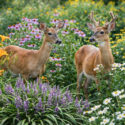 Deer in a flower garden