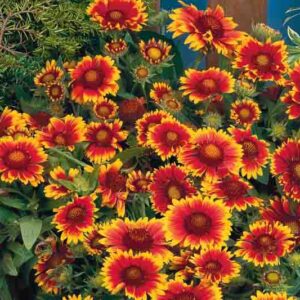 Gaillardia 'Arizona Sun',Blanket Flower 'Arizona Sun', Gaillardia x Grandiflora 'Arizona Sun', Blanket Flowers, Yellow Flowers, Bicolor Flowers, Drought tolerant flowers, Salt tolerant flowers