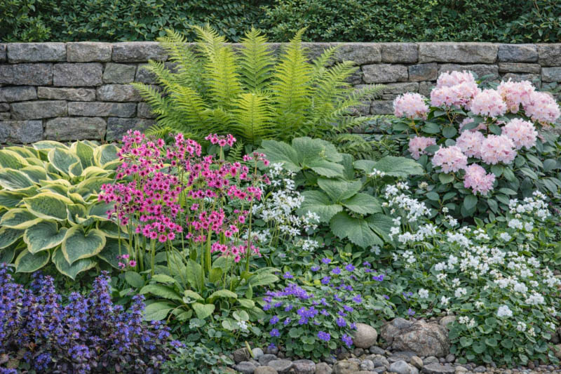 Hosta sieboldiana 'Wide Brim', Matteuccia struthiopteris Rodgersia syn. Astilboides tabularis, Viola sororia, Phlox divaricata 'White Perfume', Primula japonica and Ajuga, Rhododendron yakushimanum2