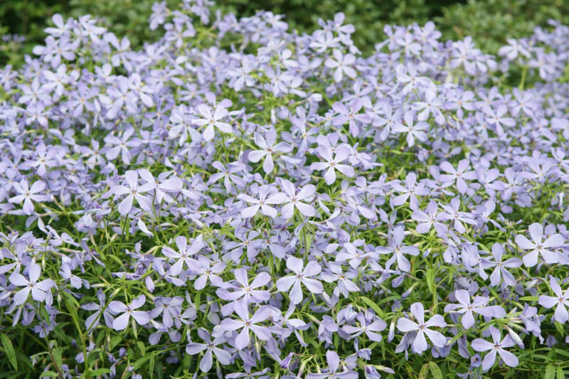 Phlox Divaricata, Woodland Phlox, Wild Sweet William, Blue Phlox, Wild Blue Phlox, Louisiana Phlox, Blue Woodland Phlox, Sweet William