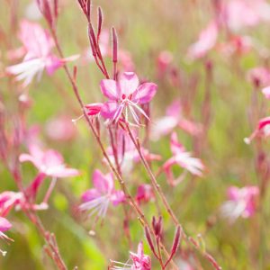 Gaura