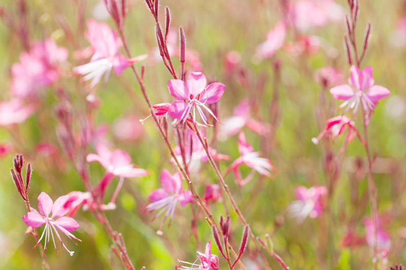 Gaura