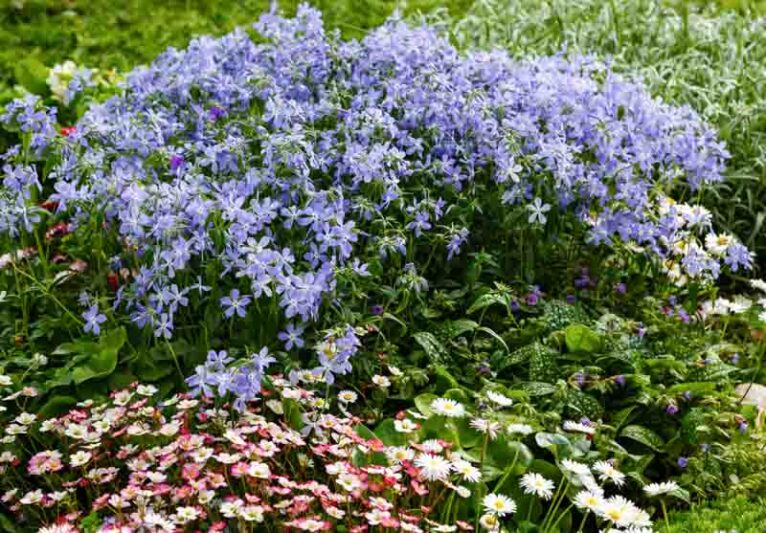 Blue flowers of Phlox divaricata in spring garden, Saxifraga × arendsii o, bellis perennis, Pulmonaria