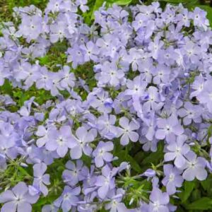 Phlox Divaricata, Woodland Phlox, Wild Sweet William, Blue Phlox, Wild Blue Phlox, Louisiana Phlox, Blue Woodland Phlox, Sweet William