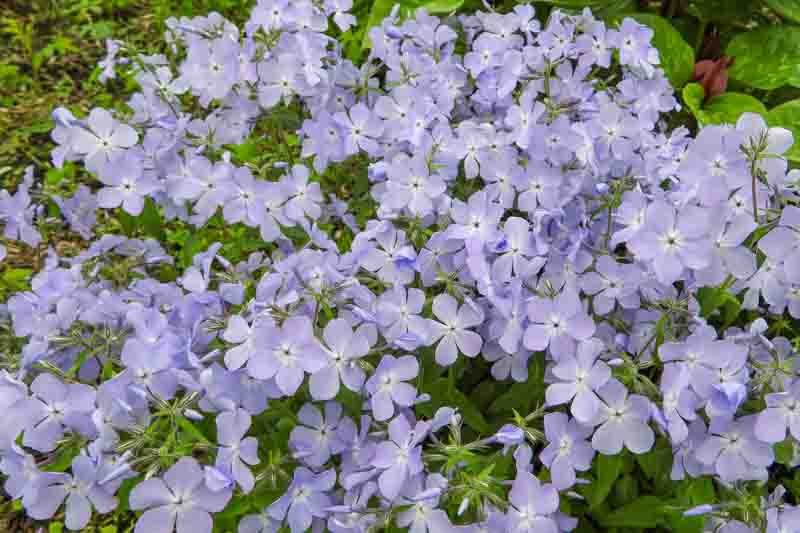 Phlox Divaricata, Woodland Phlox, Wild Sweet William, Blue Phlox, Wild Blue Phlox, Louisiana Phlox, Blue Woodland Phlox, Sweet William
