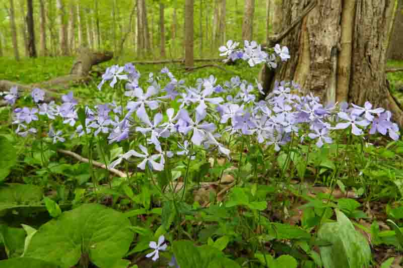 Phlox Divaricata, Woodland Phlox, Wild Sweet William, Blue Phlox, Wild Blue Phlox, Louisiana Phlox, Blue Woodland Phlox, Sweet William
