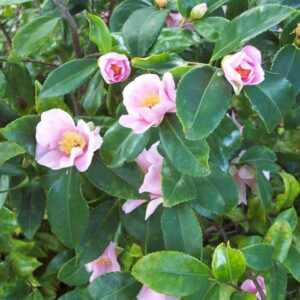 Camellia 'Winter's Star','Winter's Star' Camellia, Cold Hardy Camellias, Camellia Hybrids, Winter Series Camellias, Pink flowers, Fall Camellias, Winter Blooming Camellias, Early Season Camellias