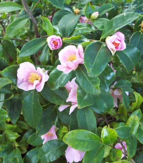 Camellia 'Winter's Star','Winter's Star' Camellia, Cold Hardy Camellias, Camellia Hybrids, Winter Series Camellias, Pink flowers, Fall Camellias, Winter Blooming Camellias, Early Season Camellias