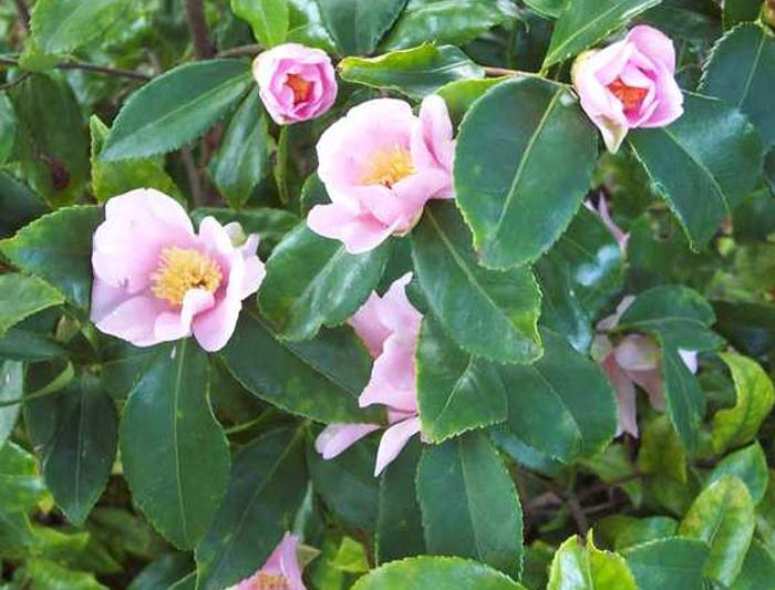 Camellia 'Winter's Star','Winter's Star' Camellia, Cold Hardy Camellias, Camellia Hybrids, Winter Series Camellias, Pink flowers, Fall Camellias, Winter Blooming Camellias, Early Season Camellias
