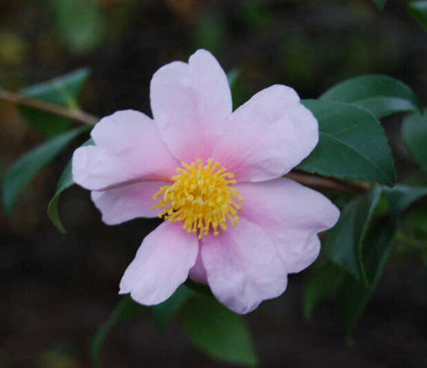 Camellia 'Winter's Star','Winter's Star' Camellia, Cold Hardy Camellias, Camellia Hybrids, Winter Series Camellias, Pink flowers, Fall Camellias, Winter Blooming Camellias, Early Season Camellias