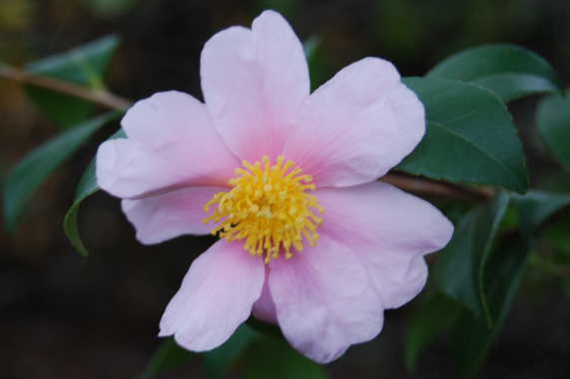 Camellia 'Winter's Star','Winter's Star' Camellia, Cold Hardy Camellias, Camellia Hybrids, Winter Series Camellias, Pink flowers, Fall Camellias, Winter Blooming Camellias, Early Season Camellias