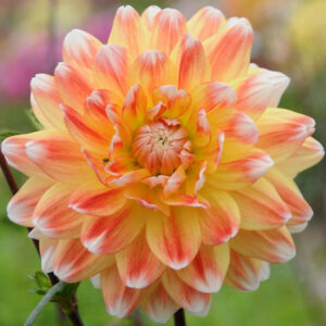 Dahlia 'Peaches and Cream', 'Peaches and Cream' Dahlia, Decorative Dahlias, Dinner Plate Dahlias, Dinnerplate Dahlias, Giant Dahlias, Bicolor Dahlias, Orange Dahlias, Yellow Dahlias, Dahlia Tubers, Dahlia Bulbs, Dahlia Flower, Dahlia Flowers, summer bulbs