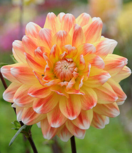 Dahlia 'Peaches and Cream', 'Peaches and Cream' Dahlia, Decorative Dahlias, Dinner Plate Dahlias, Dinnerplate Dahlias, Giant Dahlias, Bicolor Dahlias, Orange Dahlias, Yellow Dahlias, Dahlia Tubers, Dahlia Bulbs, Dahlia Flower, Dahlia Flowers, summer bulbs