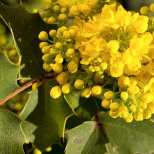 Mahonia repens