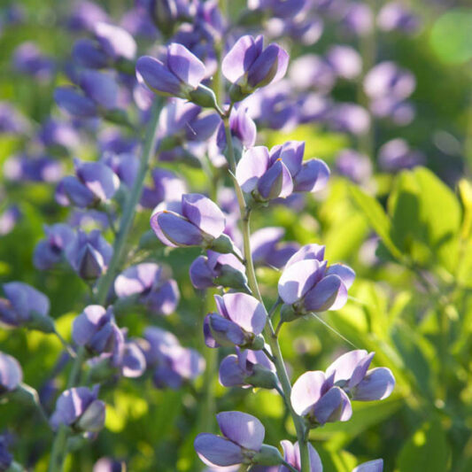 Baptisia Australis var. Minor, Dwarf False Indigo, Blue Wild Indigo, Baptisia minor, Baptisia texana, Baptisia vespertina, Dwarf Blue Indigo, blue flowers, blue perennials