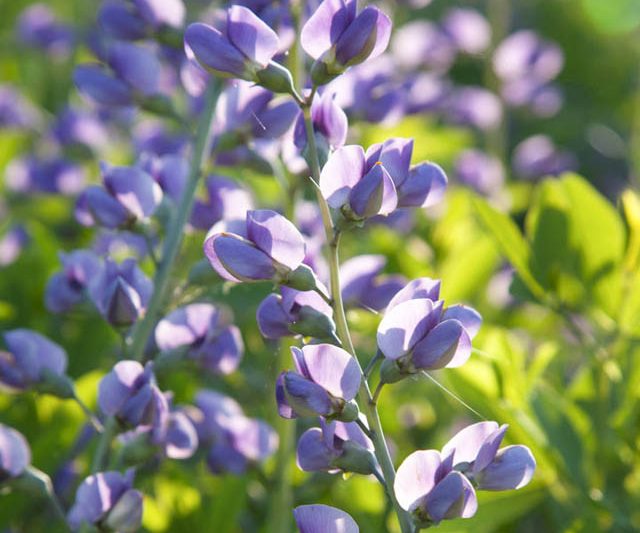 Baptisia Australis var. Minor, Dwarf False Indigo, Blue Wild Indigo, Baptisia minor, Baptisia texana, Baptisia vespertina, Dwarf Blue Indigo, blue flowers, blue perennials