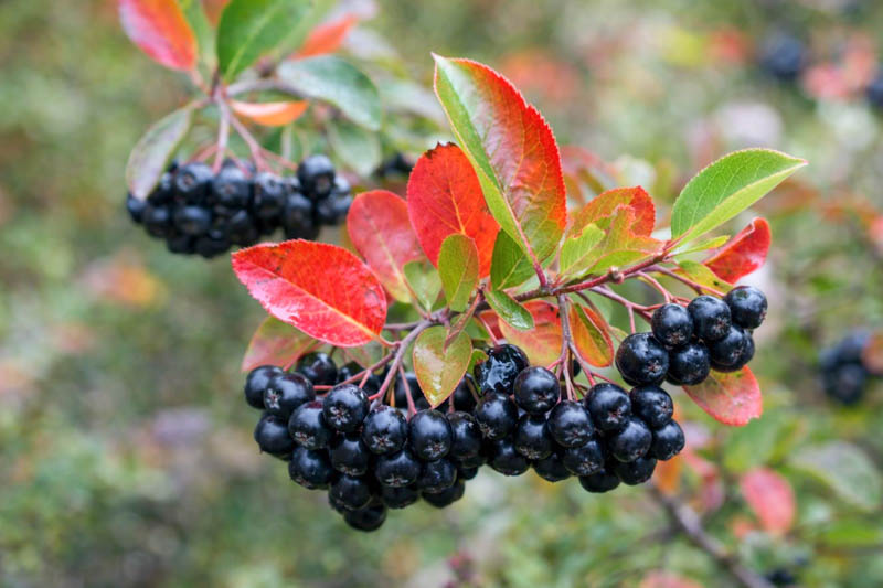 Aronia Melanocarpa, Black Chokeberry, shrub, berries, fall color