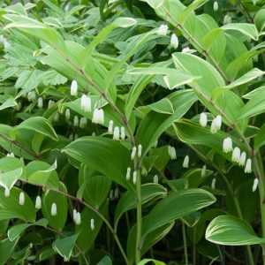 Polygonatum Odoratum 'Variegatum', Solomon's Seal Variegatum, Polygonatum multiflorum Variegatum, Polygonatum odoratum 'Grace Barker', Polygonatum × hybridum 'Variegatum', Polygonatum × hybridum 'Striatum', shade perennials, wet soil perennials