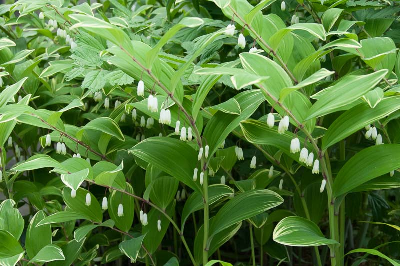 Polygonatum Odoratum 'Variegatum', Solomon's Seal Variegatum, Polygonatum multiflorum Variegatum, Polygonatum odoratum 'Grace Barker', Polygonatum × hybridum 'Variegatum', Polygonatum × hybridum 'Striatum', shade perennials, wet soil perennials