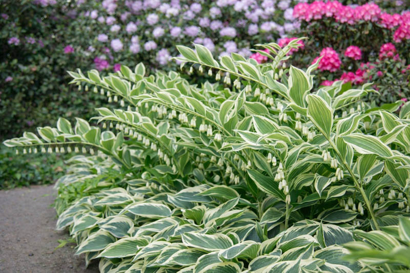Polygonatum Odoratum 'Variegatum', Solomon's Seal Variegatum, Polygonatum multiflorum Variegatum, Polygonatum odoratum 'Grace Barker', Polygonatum × hybridum 'Variegatum', Polygonatum × hybridum 'Striatum', shade perennials, wet soil perennials