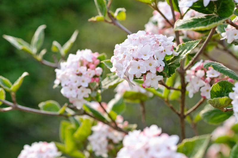 Viburnum Carlesii,Korean Spice Viburnum, KoreanSpice Viburnum,