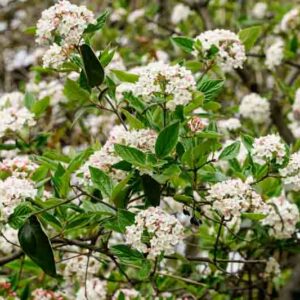 Viburnum Carlesii,Korean Spice Viburnum, KoreanSpice Viburnum,