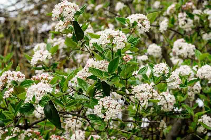 Viburnum Carlesii,Korean Spice Viburnum, KoreanSpice Viburnum,