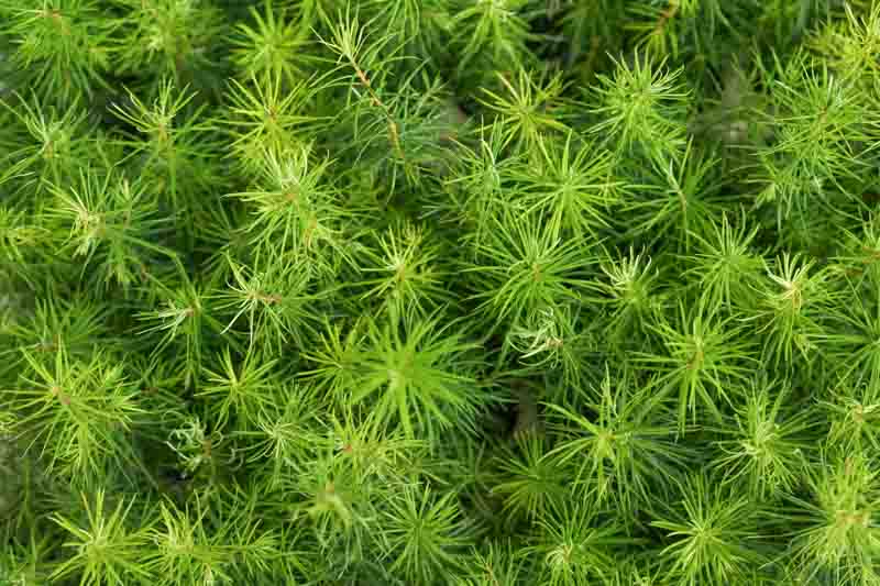 Amsonia Hubrichtii, Narrowleaf Bluestar, Narrowleaf Blue Star, Hubricht's Blue Star, Hubricht's Bluestar, Narrow Leaf Blue Star, Arkansas Amsonia, Arkansas Bluebell, Blue flowers