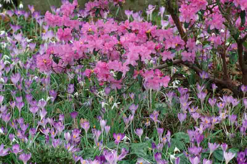 Rhododendron Praecox, 'Praecox' Rhododendron, Rhododendron × praecox, Early Season Rhododendron, Purple Rhododendron, Purple Flowering Shrub, Evergreen Rhododendron