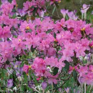 Rhododendron Praecox, 'Praecox' Rhododendron, Rhododendron × praecox, Early Season Rhododendron, Purple Rhododendron, Purple Flowering Shrub, Evergreen Rhododendron