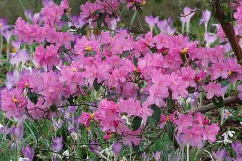 Rhododendron Praecox, 'Praecox' Rhododendron, Rhododendron × praecox, Early Season Rhododendron, Purple Rhododendron, Purple Flowering Shrub, Evergreen Rhododendron