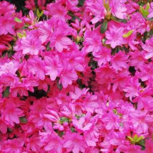 Rhododendron 'Girard's Fuchsia', 'Girard's Fuchsia' Rhododendron, 'Girard's Fuchsia' Azalea, Evergreen Azalea, Midseason Azalea, Purple Azalea, Purple Rhododendron, Purple Flowering Shrub