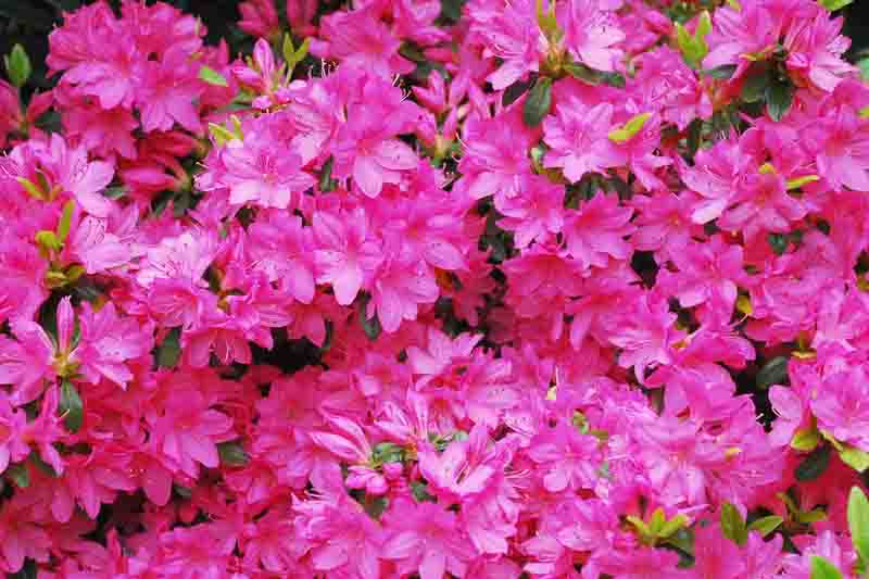 Rhododendron Girard's Fuchsia evergreen azalea with vivid fuchsia-purple flowers and small foliage