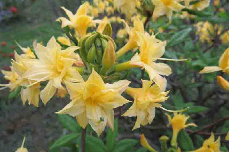 Rhododendron 'Narcissiflorum', 'Narcissiflorum' Azalea, Azalea 'Narcissiflorum', Deciduous Azalea, Late Midseason Azalea, Fragrant Azalea, Fragrant Rhododendron, Yellow Azalea, Yellow Rhododendron, Yellow Flowering Shrub