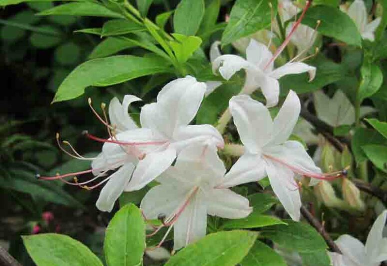 Rhododendron 'Weston's Innocence','Weston's Innocence' Azalea, Azalea 'Weston's Innocence', Deciduous Azalea, Late Season Azalea, Fragrant Azalea, Fragrant Rhododendron, White Azalea, White Rhododendron, White Flowering Shrub