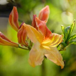Rhododendron 'Klondyke', 'Klondyke' Rhododendron, 'Klondyke' Azalea, Deciduous Azalea, Early Midseason Azalea, Midseason Azalea, Yellow Azalea, Yellow Rhododendron, Yellow Flowering Shrub