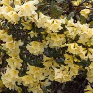 Rhododendron 'Saffron Queen', 'Saffron Queen' Rhododendron, Early Midseason Rhododendron, Fragrant Rhododendron, Yellow Rhododendron, Yellow Flowering Shrub
