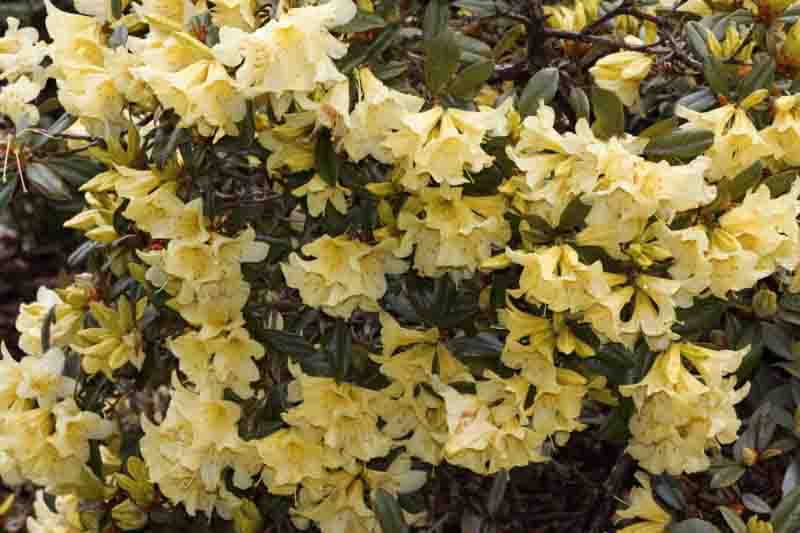 Rhododendron 'Saffron Queen', 'Saffron Queen' Rhododendron, Early Midseason Rhododendron, Fragrant Rhododendron, Yellow Rhododendron, Yellow Flowering Shrub