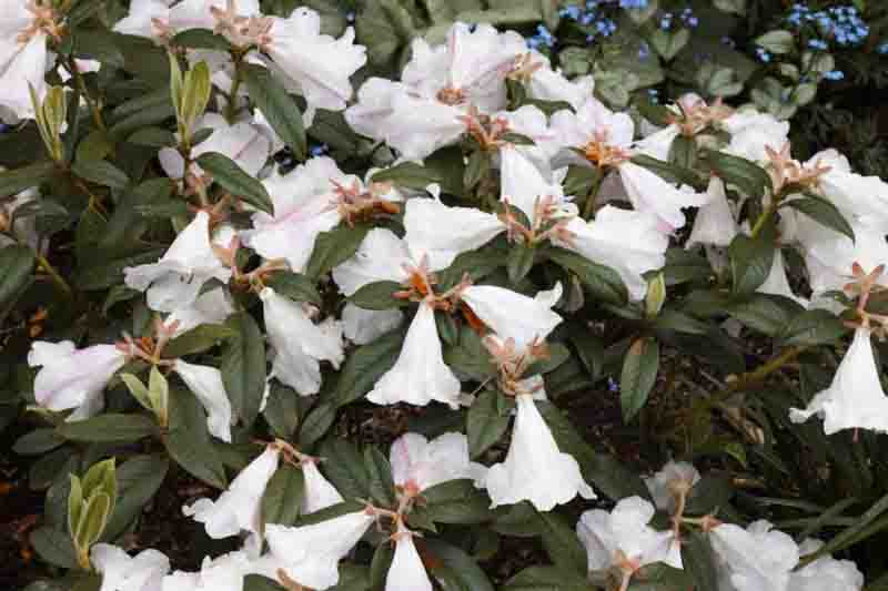 Rhododendron 'Princess Alice', 'Princess Alice' Rhododendron, Early Midseason Rhododendron, Fragrant Rhododendron, White Rhododendron, White Flowering Shrub
