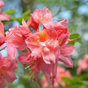 Rhododendron 'Mount Saint Helens','Mount Saint Helens' Rhododendron, 'Mount Saint Helens' Azalea, Late Midseason Azalea, Deciduous Azalea, Pink Azalea, Pink Rhododendron, Pink Flowering Shrub