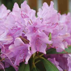 Rhododendron 'English Roseum', 'English Roseum' Rhododendron, Late Midseason Rhododendron, Evergreen Rhododendron, Purple Rhododendron, Purple Flowering Shrub