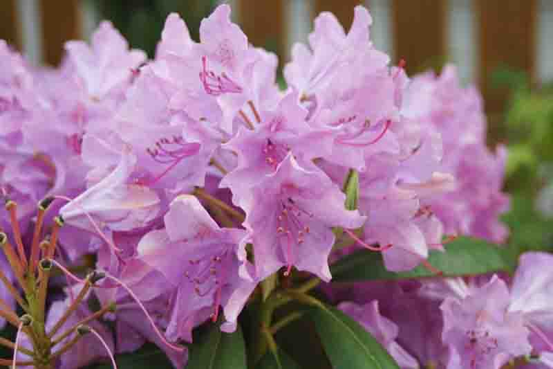 Rhododendron 'English Roseum', 'English Roseum' Rhododendron, Late Midseason Rhododendron, Evergreen Rhododendron, Purple Rhododendron, Purple Flowering Shrub