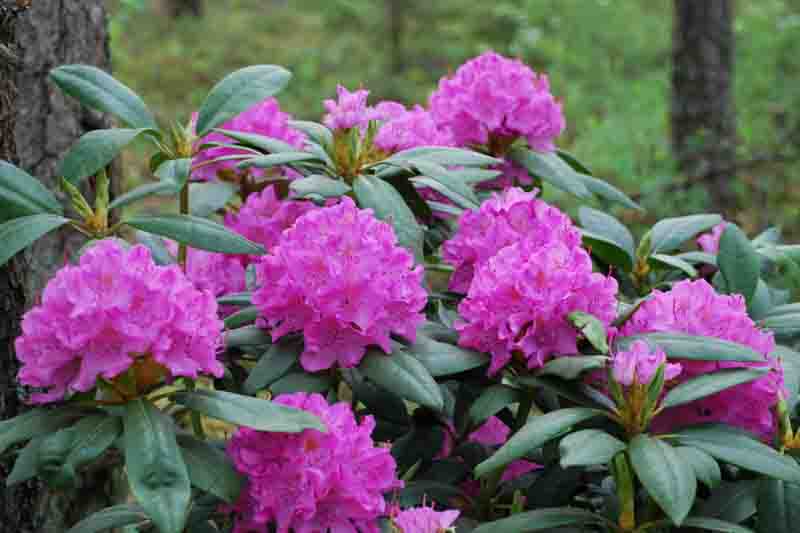 Rhododendron 'English Roseum', 'English Roseum' Rhododendron, Late Midseason Rhododendron, Evergreen Rhododendron, Purple Rhododendron, Purple Flowering Shrub