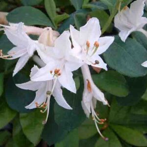 Rhododendron 'Fragrant Star', 'Fragrant Star' Rhododendron, 'Fragrant Star' Azalea, Midseason Azalea, Deciduous Azalea, Fragrant Rhododendron, White Azalea, White Rhododendron, White Flowering Shrub