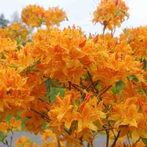 Rhododendron 'Golden Lights','Golden Lights' Rhododendron, 'Golden Lights' Azalea, Late Midseason Azalea, Deciduous Azalea, Orange Azalea, Orange Rhododendron, Orange Flowering Shrub